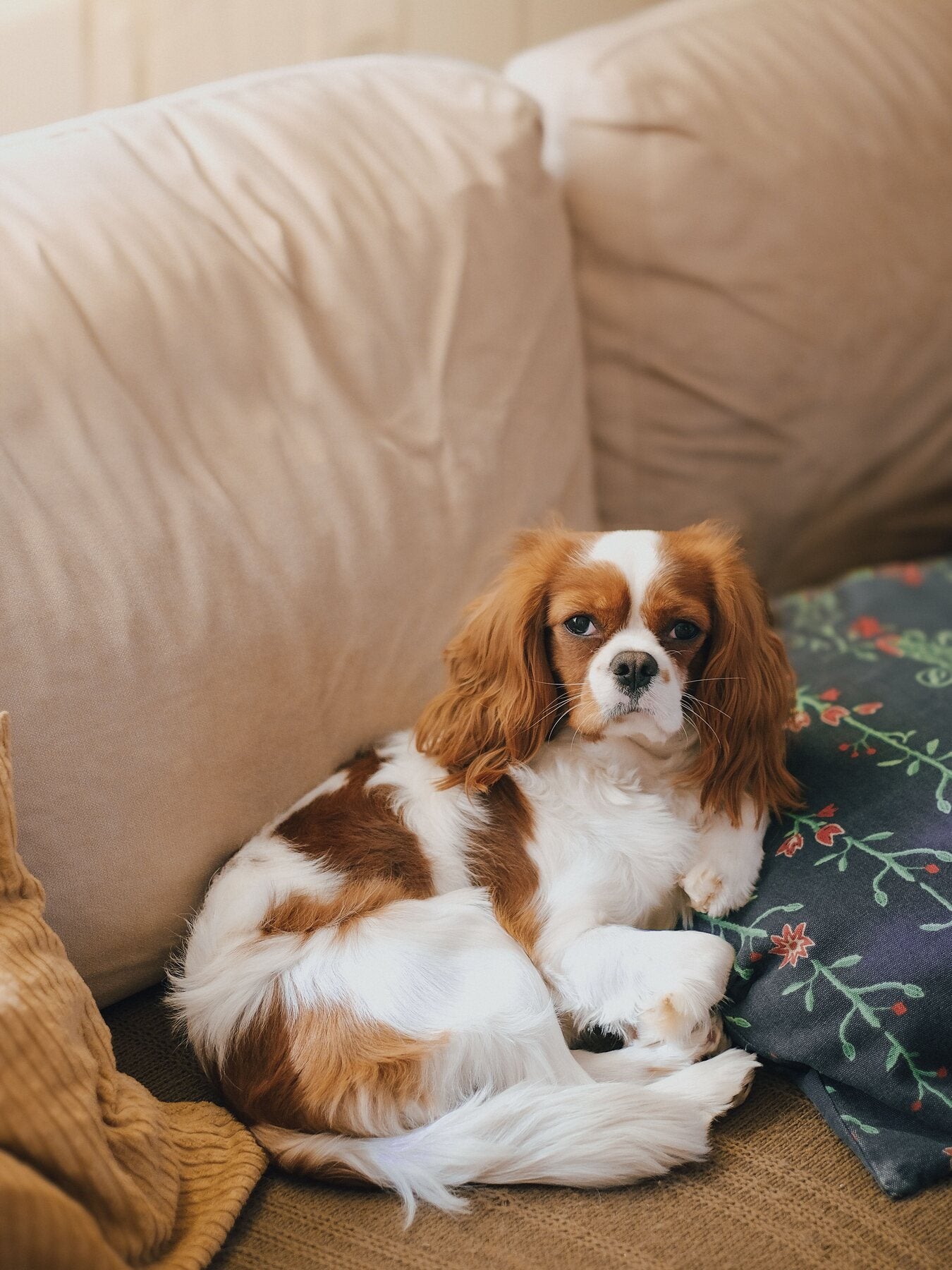 Senior dog resting comfortably during gentle companion care