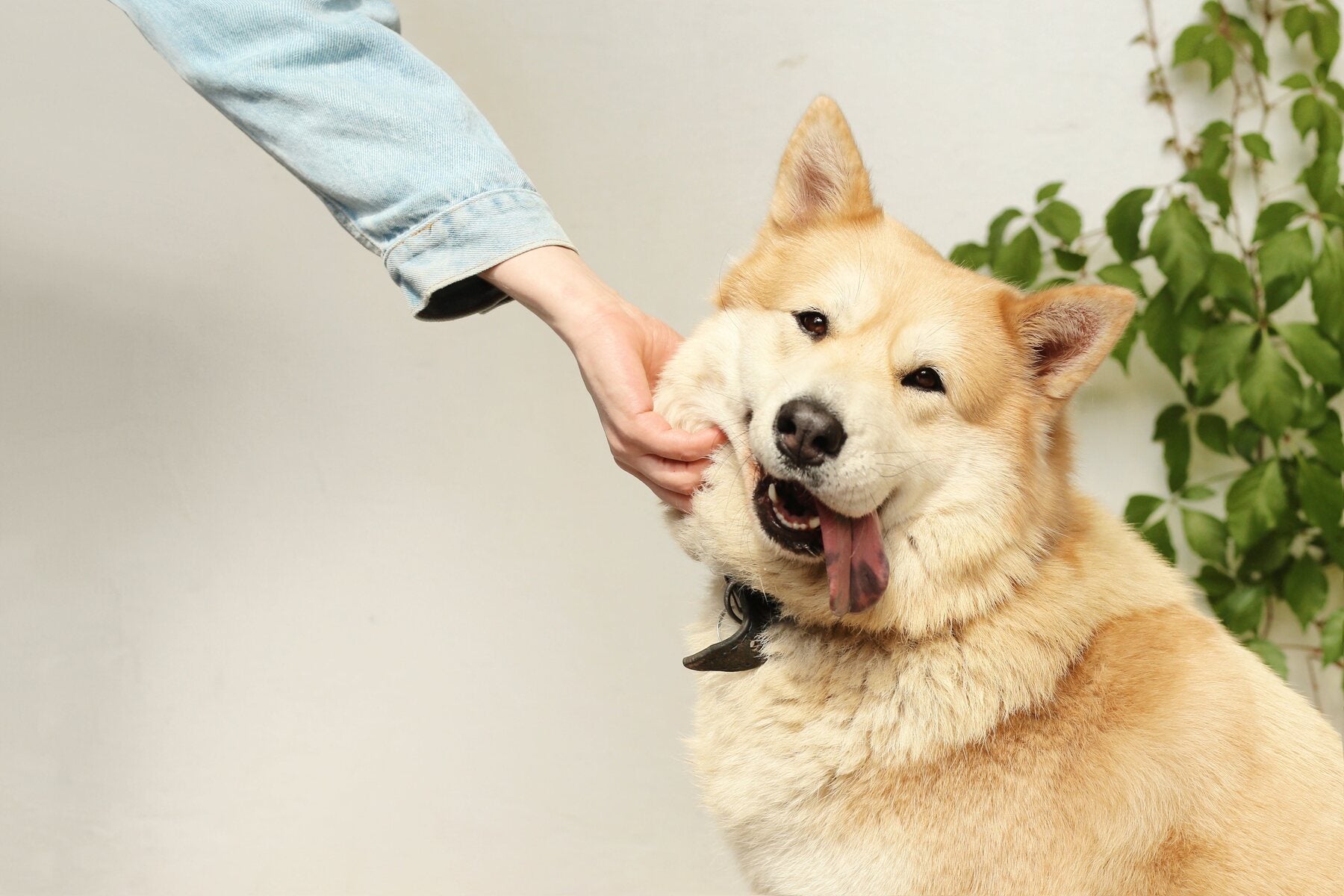 Friendly dog receiving one-on-one care