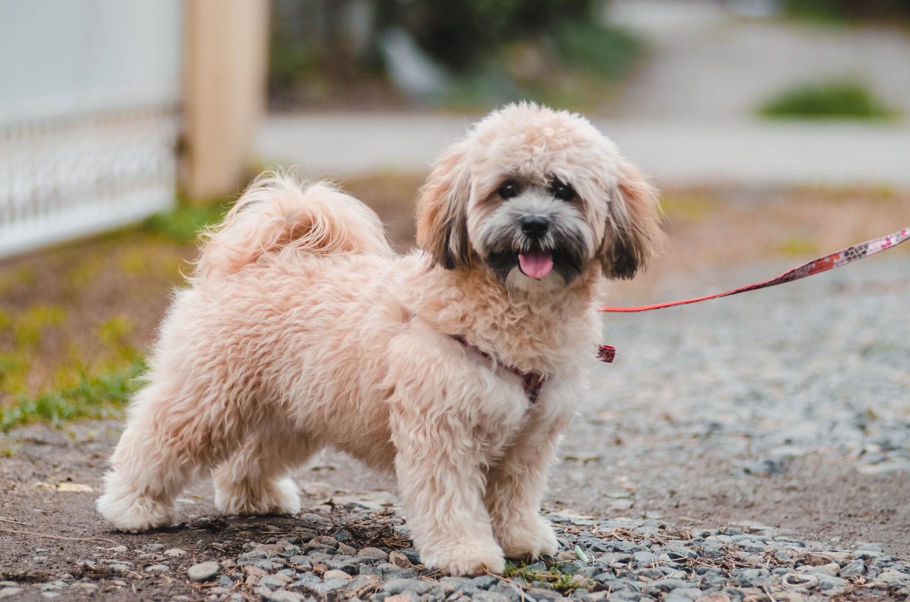 Dog receiving comfortable grooming and spa care in a calm setting