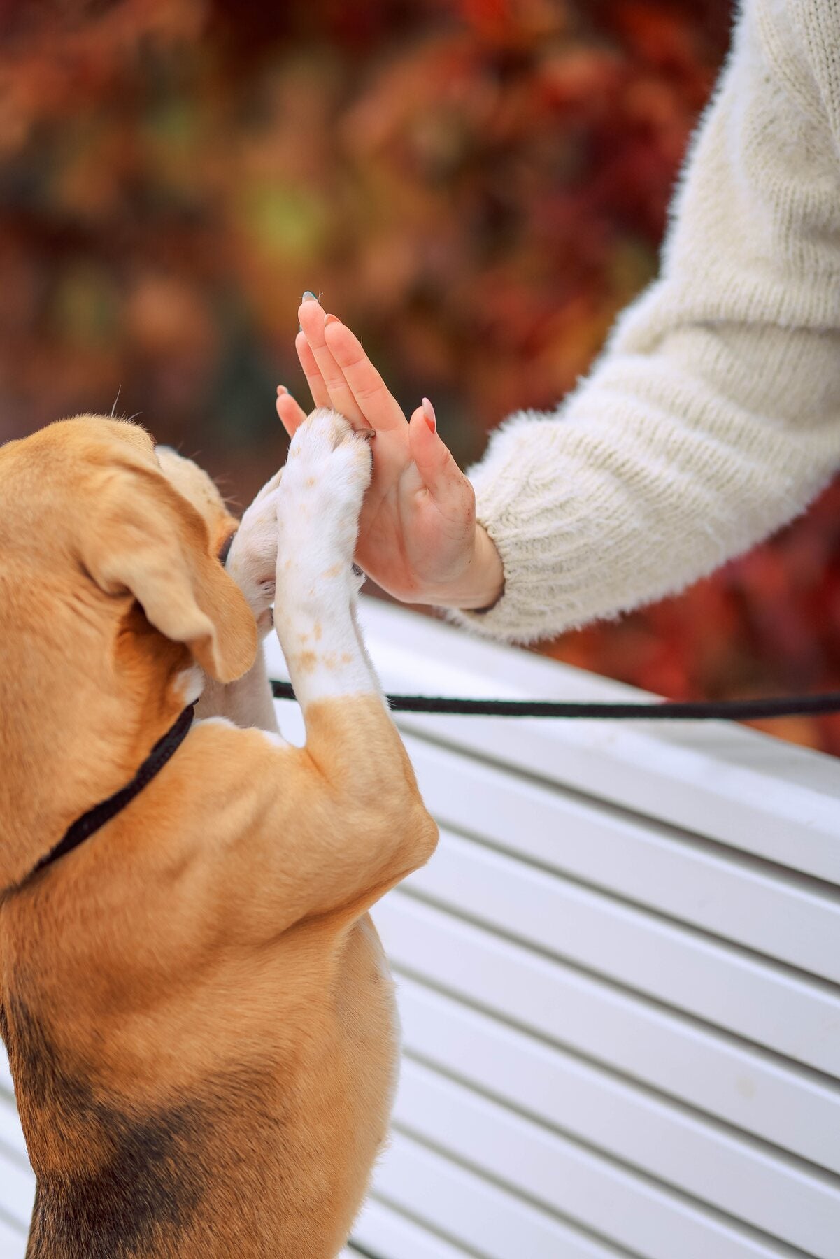 Puppy practicing positive reward-based training